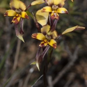 Diuris pardina at Gungahlin, ACT - suppressed