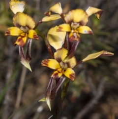 Diuris pardina at Gungahlin, ACT - 16 Oct 2017