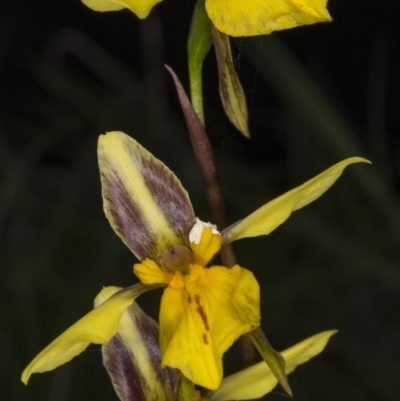 Diuris sp. (hybrid) (Hybrid Donkey Orchid) at Gundaroo Cemetery - 16 Oct 2017 by DerekC