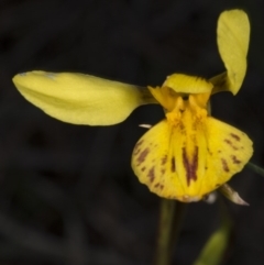 Diuris sp. (hybrid) (Hybrid Donkey Orchid) at Gundaroo, NSW - 16 Oct 2017 by DerekC