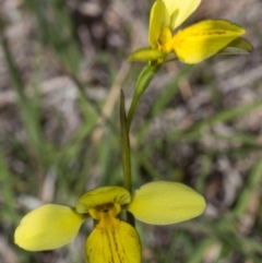 Diuris sp. (hybrid) at Gundaroo, NSW - 16 Oct 2017