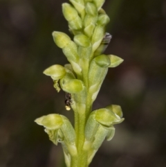 Microtis parviflora (Slender Onion Orchid) at Gundaroo Cemetery - 16 Oct 2017 by DerekC