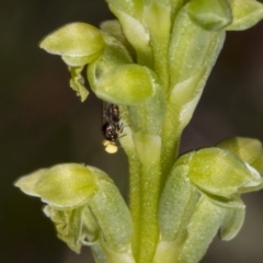 Microtis parviflora at Gundaroo, NSW - 16 Oct 2017