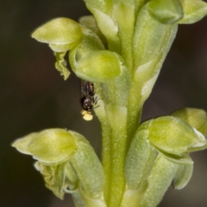 Microtis parviflora at Gundaroo, NSW - 16 Oct 2017