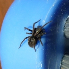 Badumna insignis (Black House Spider) at Flynn, ACT - 14 Jul 2011 by Christine