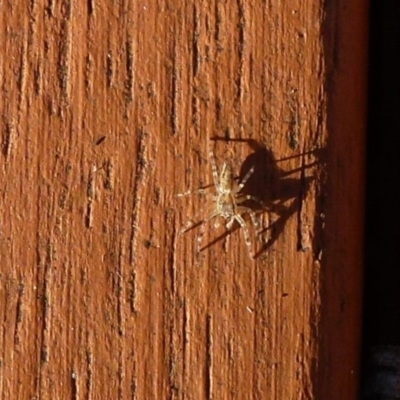 Helpis minitabunda (Threatening jumping spider) at Flynn, ACT - 14 Jul 2011 by Christine