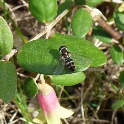 Melangyna viridiceps (Hover fly) at Flynn, ACT - 4 Sep 2011 by Christine