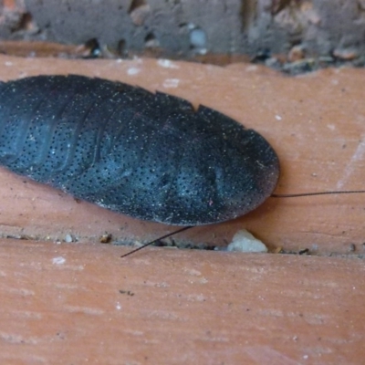 Laxta sp. (genus) (Bark cockroach) at Flynn, ACT - 12 Oct 2011 by Christine