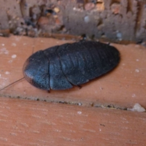 Laxta sp. (genus) at Flynn, ACT - 12 Oct 2011