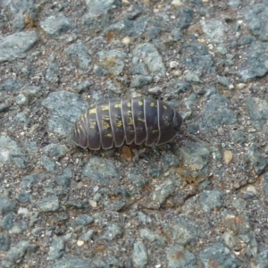 Armadillidium vulgare at Latham, ACT - 8 Oct 2011