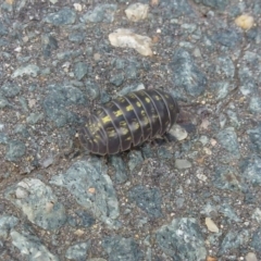 Armadillidium vulgare at Latham, ACT - 8 Oct 2011