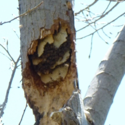 Apis mellifera (European honey bee) at Latham, ACT - 11 Oct 2011 by Christine