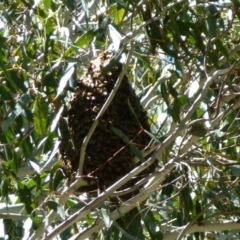 Apis mellifera at Latham, ACT - 12 Oct 2011 12:00 AM