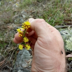 Diuris sulphurea (Tiger Orchid) at The Pinnacle - 25 Oct 2017 by samreid007