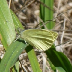 Pieris rapae (Cabbage White) at Uriarra Recreation Reserve - 2 Sep 2011 by Christine
