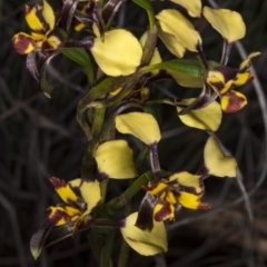 Diuris pardina (Leopard Doubletail) at Gungahlin, ACT - 22 Oct 2017 by DerekC