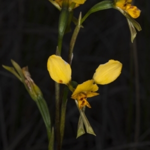 Diuris pardina at Gungahlin, ACT - 22 Oct 2017