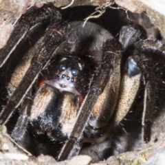 Tasmanicosa sp. (genus) (Tasmanicosa wolf spider) at Gungahlin, ACT - 22 Oct 2017 by DerekC