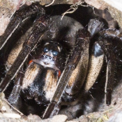 Tasmanicosa sp. (genus) (Tasmanicosa wolf spider) at Gungahlin, ACT - 22 Oct 2017 by DerekC