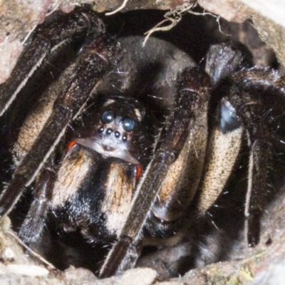 Tasmanicosa sp. (genus) (Unidentified Tasmanicosa wolf spider) at Gungahlin, ACT - 22 Oct 2017 by DerekC