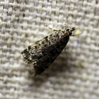 Scoparia syntaracta (A Pyralid moth) at O'Connor, ACT - 18 Oct 2017 by ibaird