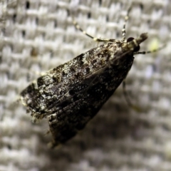 Scoparia syntaracta at O'Connor, ACT - 18 Oct 2017