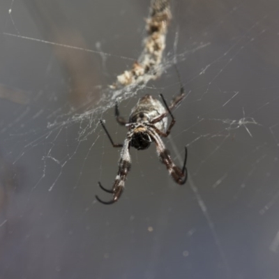 Trichonephila edulis (Golden orb weaver) at Illilanga & Baroona - 4 Jun 2017 by Illilanga