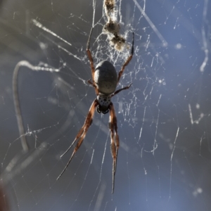 Trichonephila edulis at Michelago, NSW - 4 Jun 2017