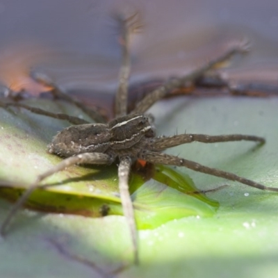 Pisauridae (family) (Water spider) at Michelago, NSW - 13 Nov 2011 by Illilanga