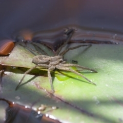 Pisauridae (family) at Michelago, NSW - 13 Nov 2011