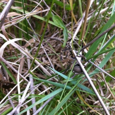 Neosparassus sp. (genus) (Badge huntsman) at Michelago, NSW - 27 Nov 2011 by Illilanga