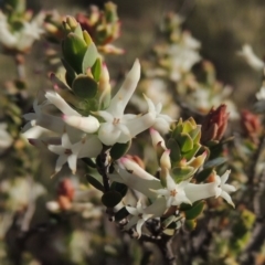 Brachyloma daphnoides (Daphne Heath) at Tennent, ACT - 10 Oct 2017 by MichaelBedingfield