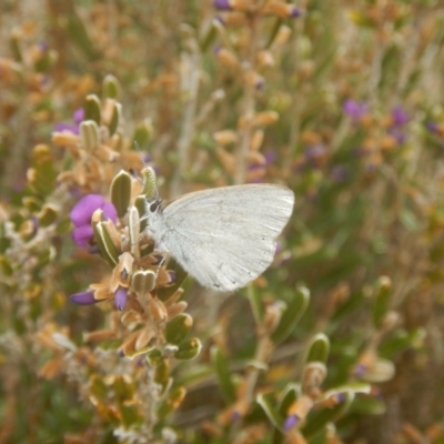 Candalides heathi (Rayed Blue) at Cotter River, ACT - 24 Oct 2017 by MichaelMulvaney