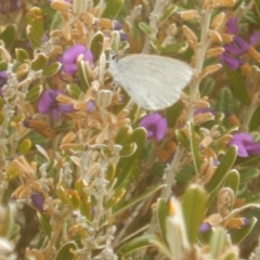 Candalides heathi at Cotter River, ACT - 24 Oct 2017 01:23 PM