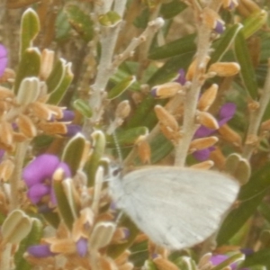 Candalides heathi at Cotter River, ACT - 24 Oct 2017 01:23 PM