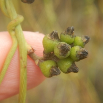 Cassytha melantha (A Devils Twine) at Cotter River, ACT - 23 Oct 2017 by MichaelMulvaney