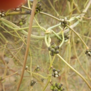 Cassytha melantha at Cotter River, ACT - 24 Oct 2017