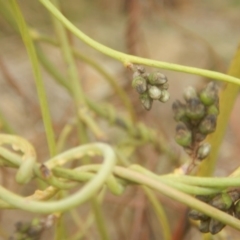 Cassytha melantha at Cotter River, ACT - 24 Oct 2017