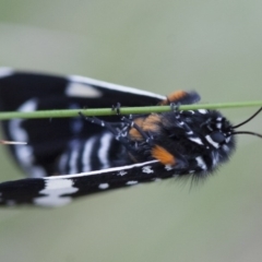 Idalima affinis (A day flying moth) at Illilanga & Baroona - 24 Oct 2010 by Illilanga