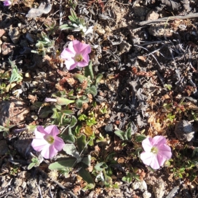 Convolvulus angustissimus subsp. angustissimus (Australian Bindweed) at Gigerline Nature Reserve - 10 Oct 2017 by michaelb