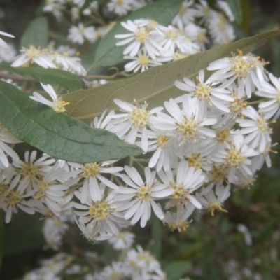 Olearia lirata (Snowy Daisybush) at Cotter River, ACT - 24 Oct 2017 by MichaelMulvaney