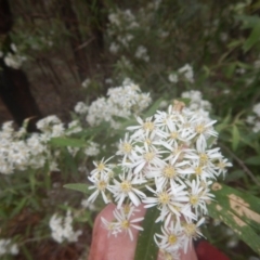 Olearia lirata at Cotter River, ACT - 24 Oct 2017
