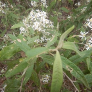 Olearia lirata at Cotter River, ACT - 24 Oct 2017