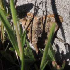 Dichromodes disputata (Scaled Heath Moth) at Tennent, ACT - 10 Oct 2017 by MichaelBedingfield