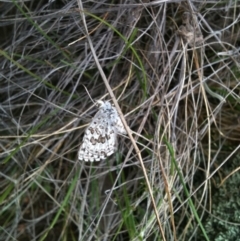 Lucia limbaria (Chequered Copper) at Michelago, NSW - 24 Oct 2010 by Illilanga