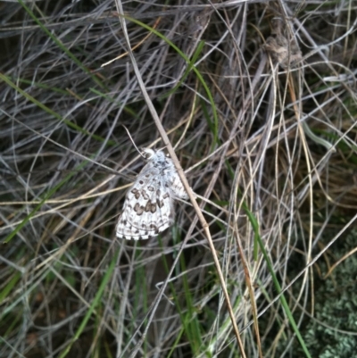 Lucia limbaria (Chequered Copper) at Michelago, NSW - 24 Oct 2010 by Illilanga