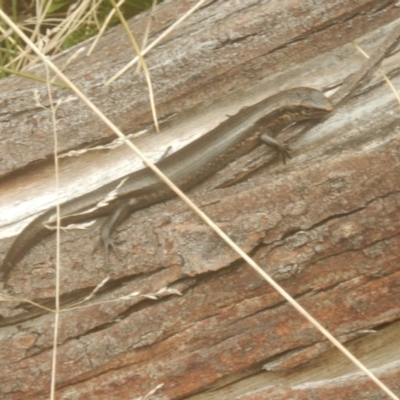 Pseudemoia entrecasteauxii (Woodland Tussock-skink) at Namadgi National Park - 24 Oct 2017 by MichaelMulvaney