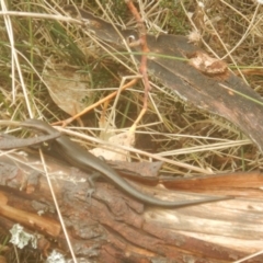 Pseudemoia entrecasteauxii at Cotter River, ACT - 24 Oct 2017 01:52 PM