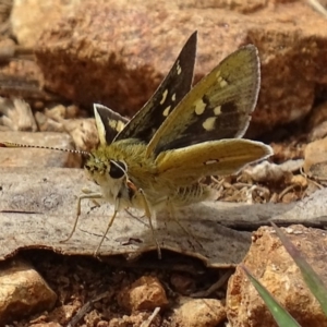 Trapezites luteus at Red Hill, ACT - 25 Oct 2017 02:16 PM