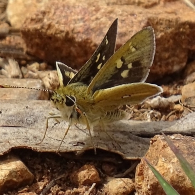 Trapezites luteus (Yellow Ochre, Rare White-spot Skipper) at Red Hill Nature Reserve - 25 Oct 2017 by roymcd